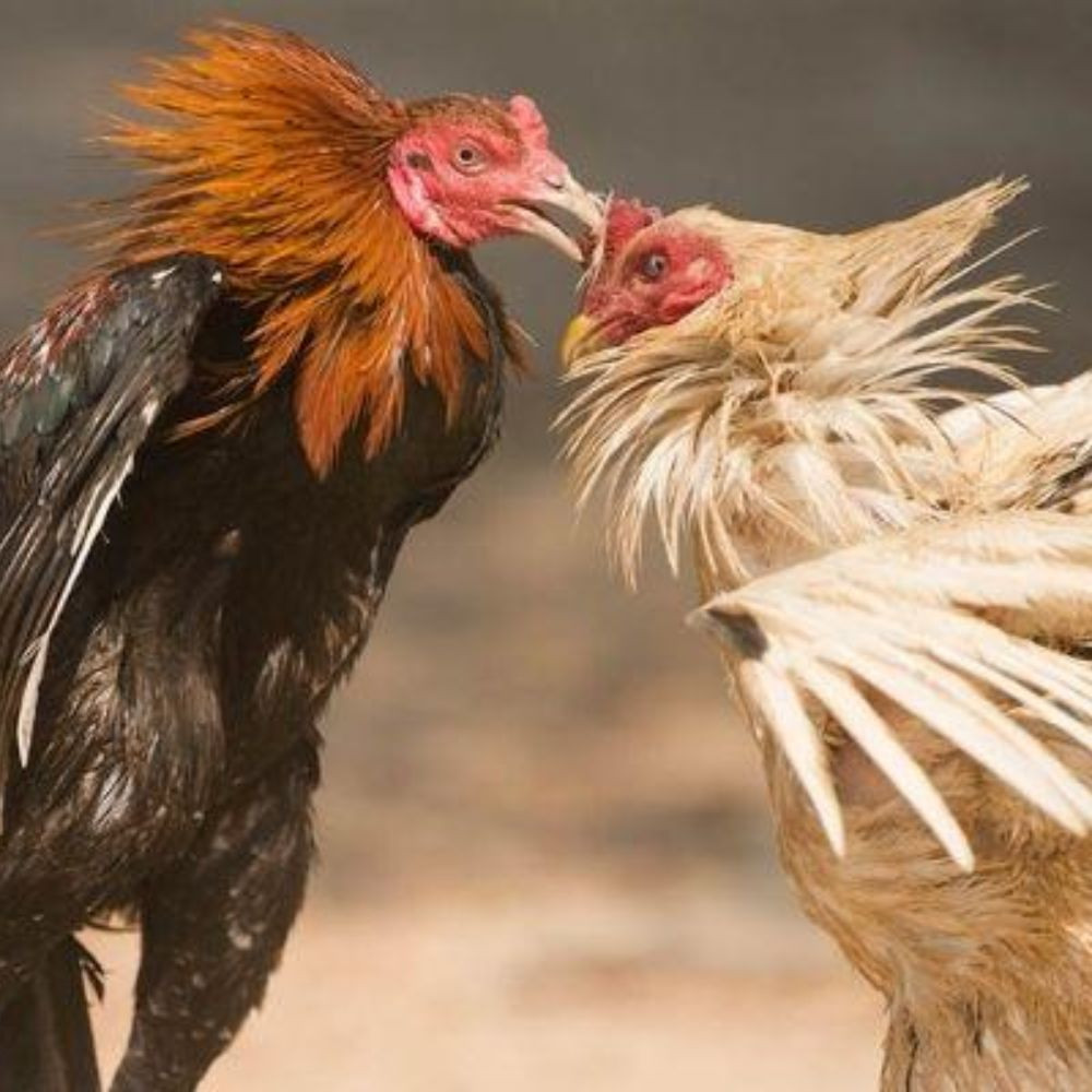 How to take care of fighting chickens - Secrets to raising a top-class fighting chicken