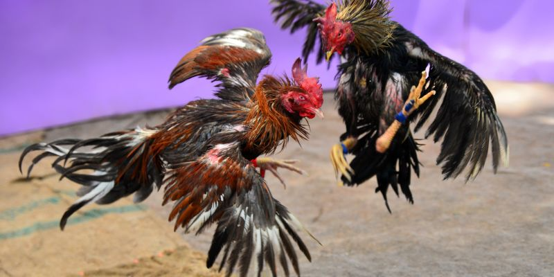 Illegal Cockfighting – Problems and Consequences of a Controversial Sport