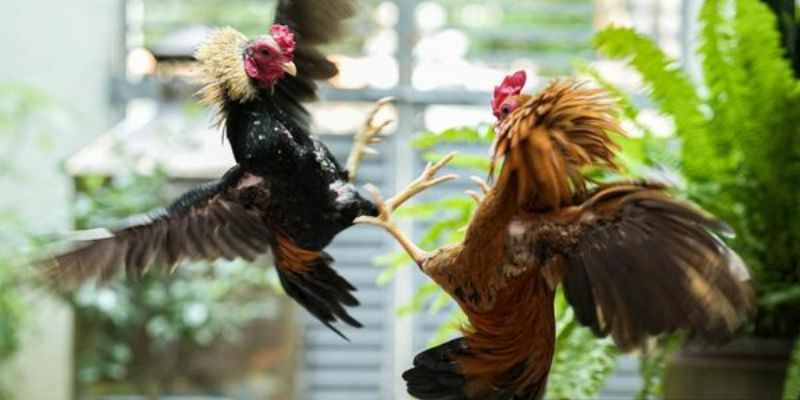 Definition of recreational cockfighting