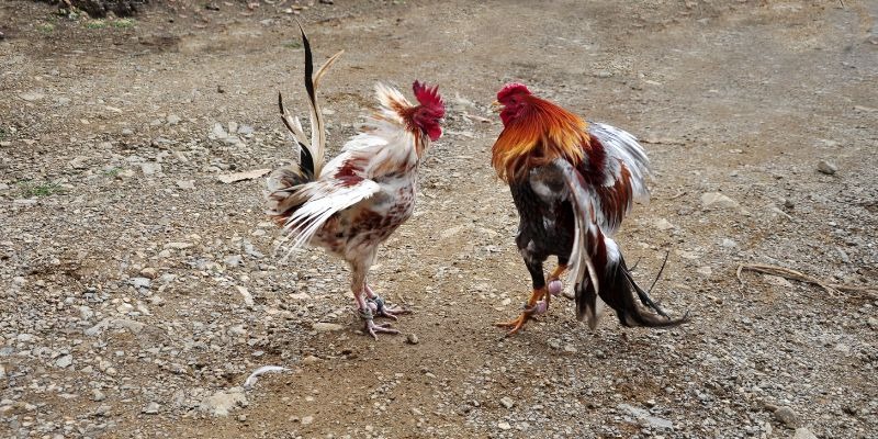 Northern Cockfighting – Discovering the Traditional Pleasure of the Vietnamese People