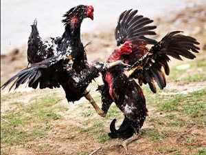 History and culture of cockfighting