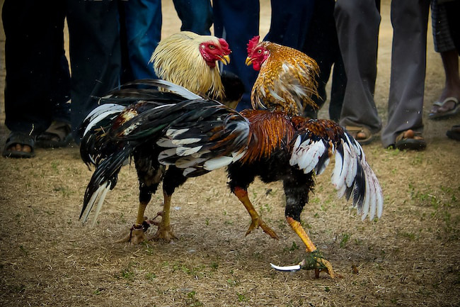 History and Origin of the Noble Fighting Cock